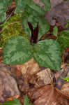 Decumbent trillium